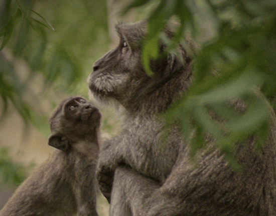 Monkey baby with its mother