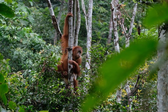 A orangutan is climbing up a tree trunk and is surrounded by lush, green forest.