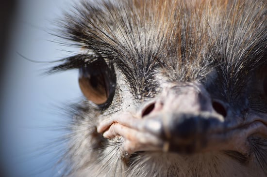 Close-up photograph of an ostrich head