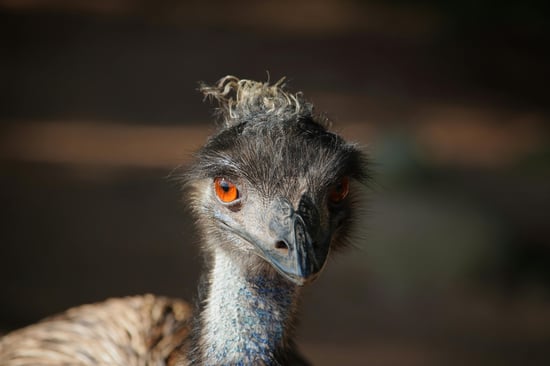 Close-up photograph of an ostrich