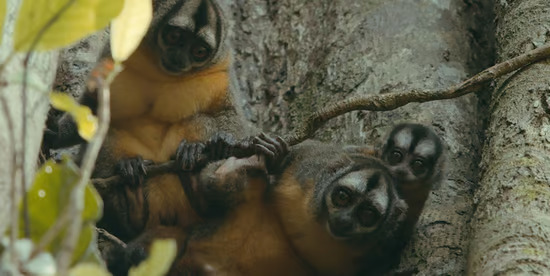 Three monkeys in a tree looking straight at the camera