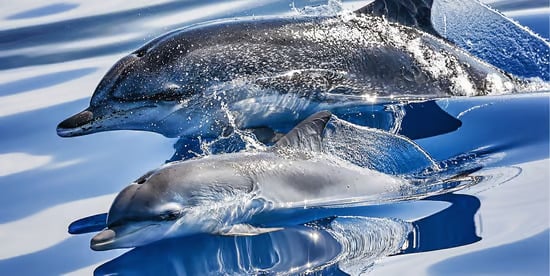 Two dolphins swimming at the surface of the ocean