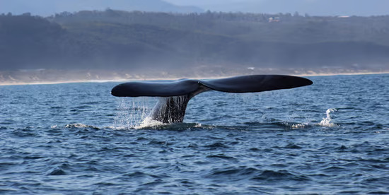 A whale's tail breaks the surface of the ocean