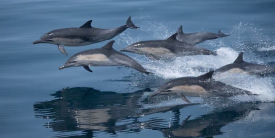 Dolphins soaring above the water, capturing a moment of joy and energy in the vast ocean environment.