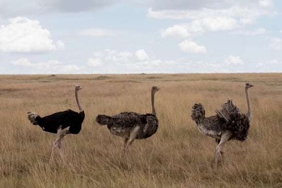 Ostriches in the wild walking through long savannah grass