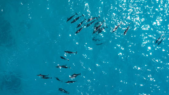 Dolphin pod swimming in the wild