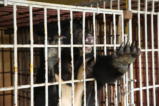 A bear being held in a cage is stretching its paw out as if crying for help
