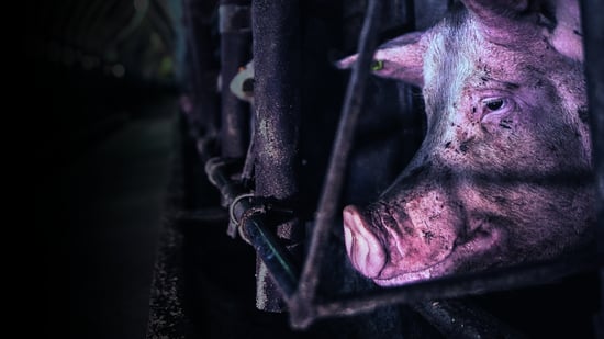 pig on factory farm