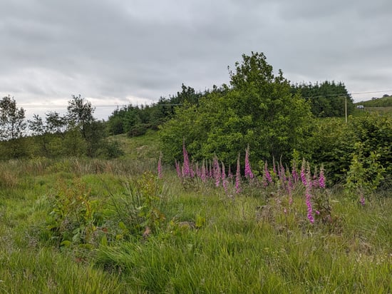 A grassy area surrounded by ferns, pink foxgloves and trees.