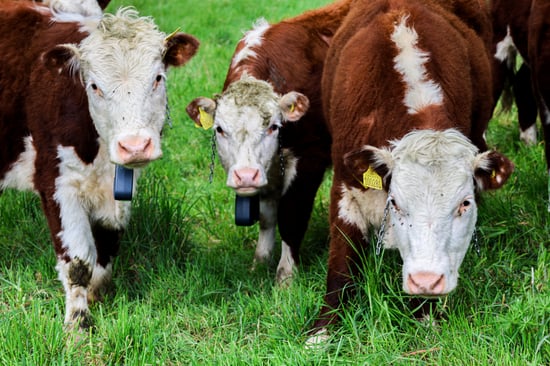 Three brown and white cows with yellow ear tags and GPS collars stand closely on lush green grass.