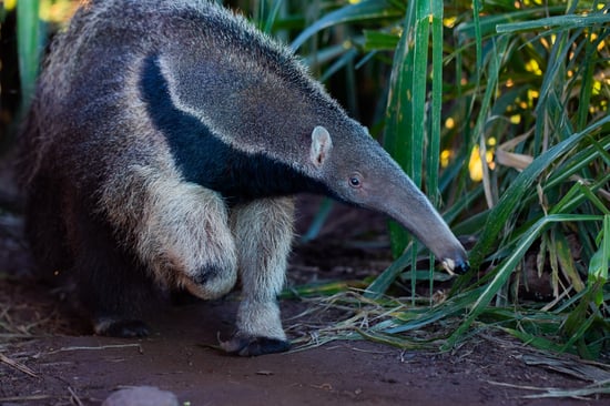 Anteater in the wild with greenery in the background