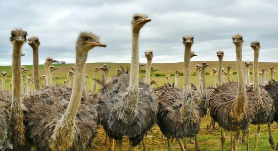 A group of ostriches in the wild, where they belong.