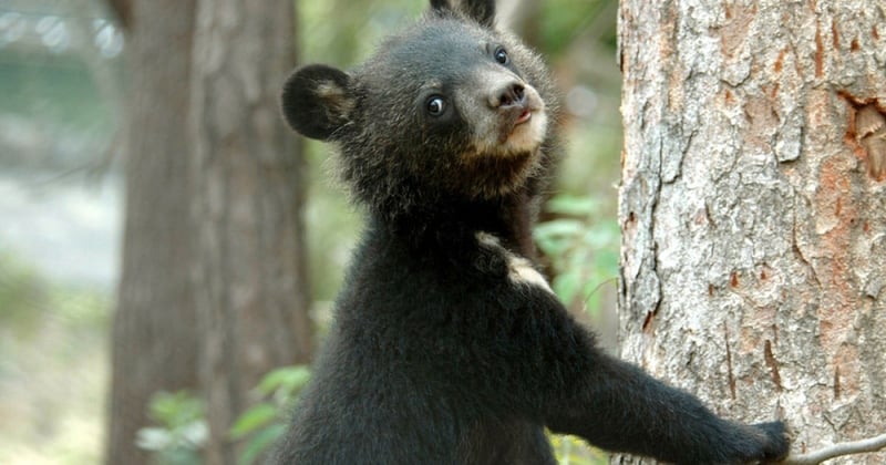Moonbears like this cub, pictured at the Endangered Species Preservation Centre in South Korea, are commonly used in Asia for their bile.