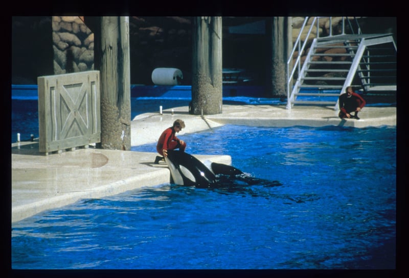 An Orca with a trainer