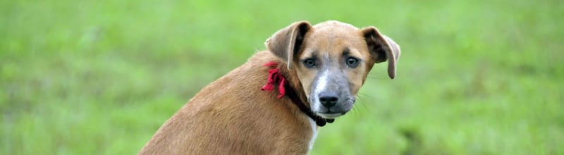 We must remember animals when natural disasters strike