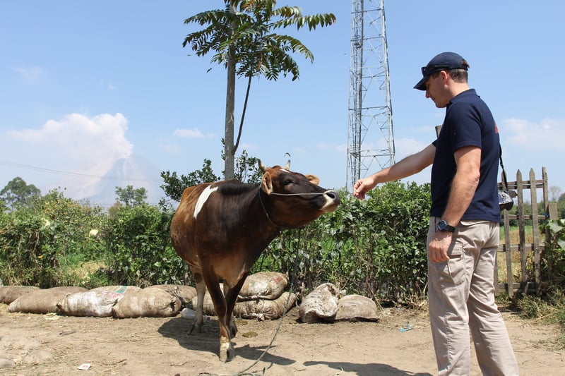 Man guiding a cow