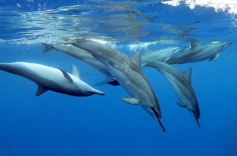 A pod of spinner dolphins off the west coast of Oahu, Hawaii.