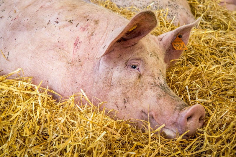 Celebrities write to Theresa May calling for a #BetterDealForAnimals