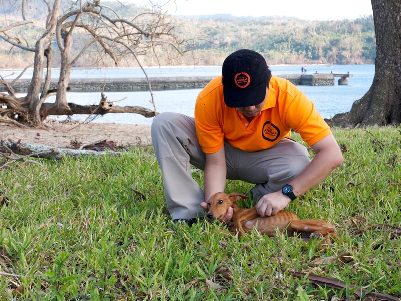 A vet helps a sick puppy