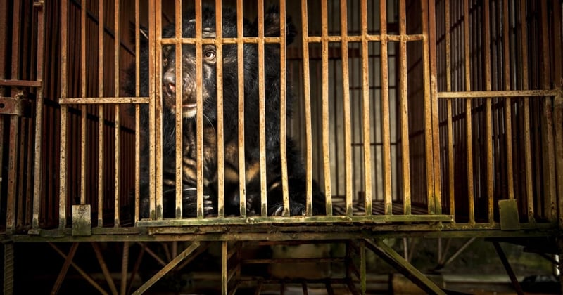 Vietnam’s National Bear Week highlights importance of ending the country’s cruel bear bile industry