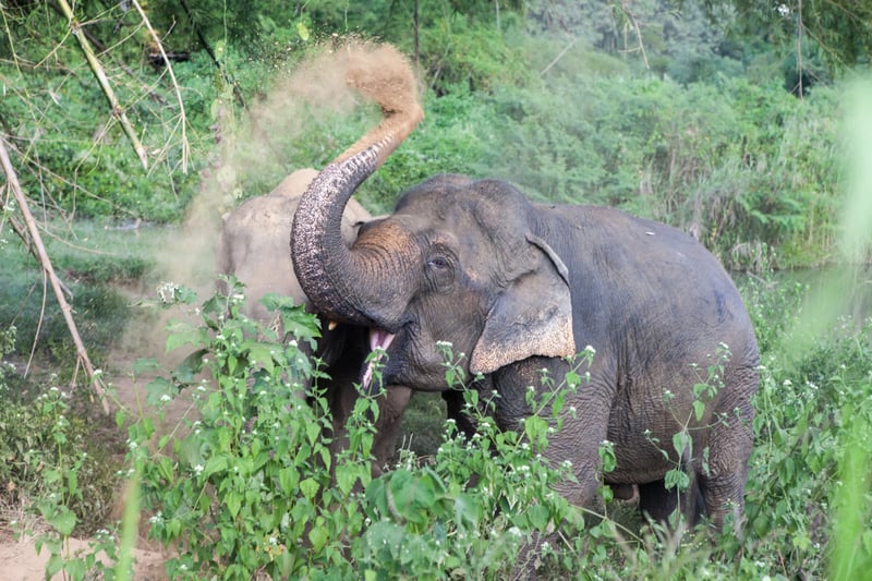 Happy Elephant Care Valley