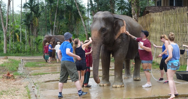 An elephant being washed by a group of tourists and a mahout. Behind another station is visible, where the same thing is happening to another elephant.