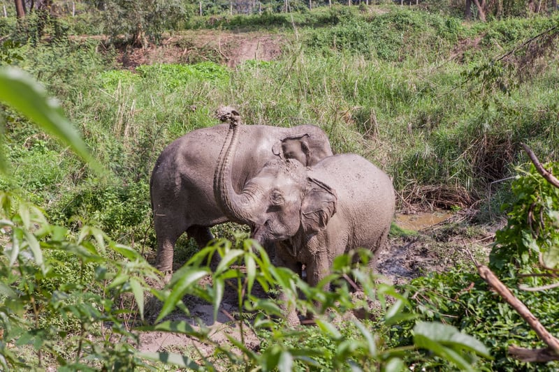 Elephants pictured at a higher welfare venue