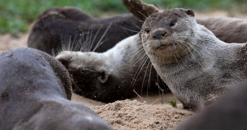 United Nations commits to giving greater protections to animals