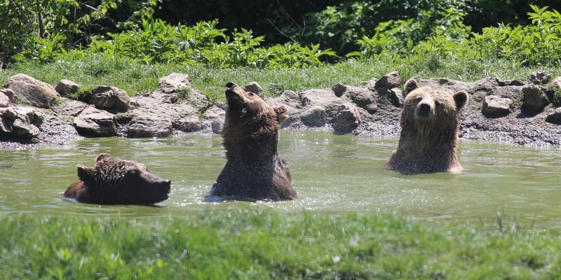 With your help, we protected over 20 million animals in 2019