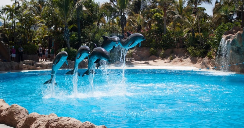 Five dolphins jumping out of the water simultaneously whilst performing during a show at Aqualand, Tenerife