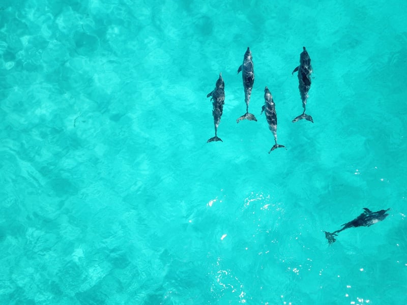 Pictured: Dolphins belong in the wild. Credit Line: Courtnie Tosana