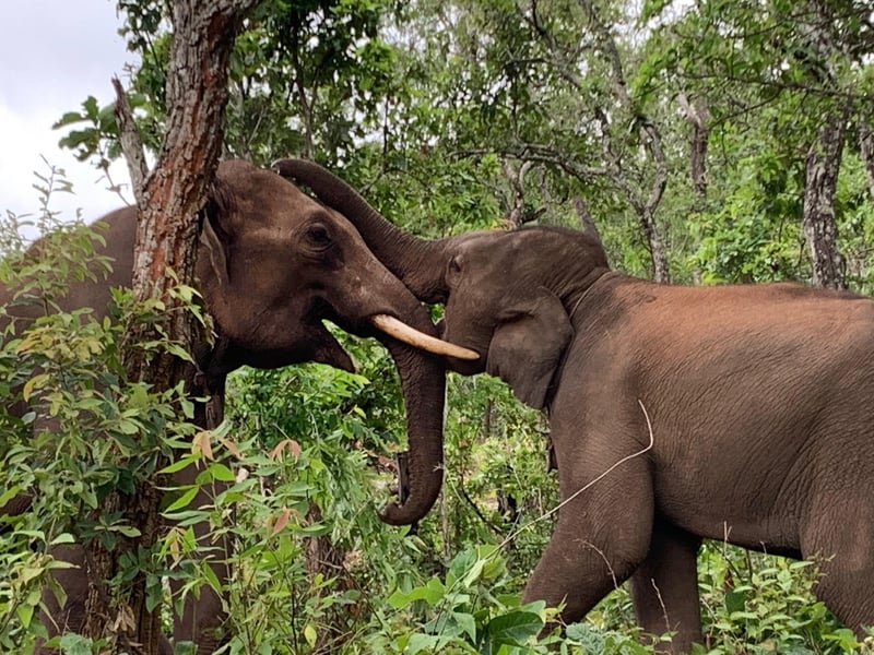 Elephants at Kindred Spirit Elephant Sanctuary. They are touching, with one's trunk over the head of the other.