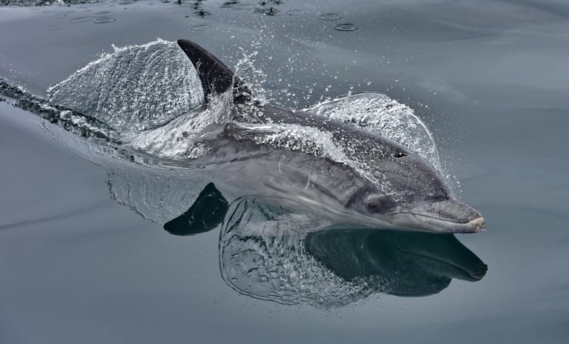 A photo by Raggy Charters shows a dolphin in the wild at Algoa Bay in South Africa.
