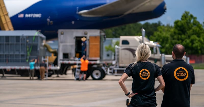 Lindsay Oliver e Roberto Vieto, da Proteção Animal Mundial, acompanhando o resgate da Mundi. Ambos estão de costas, olhando para o avião que está ao fundo.