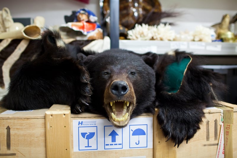 A bear hide