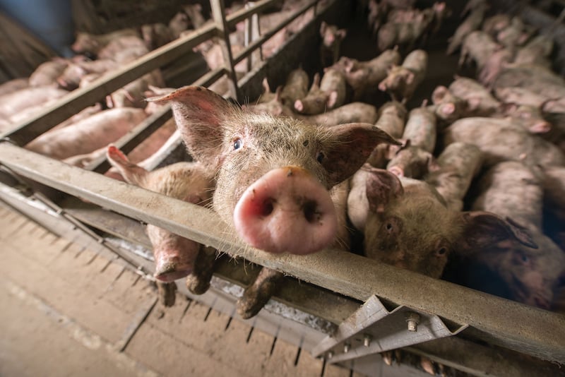 animal welfare bill