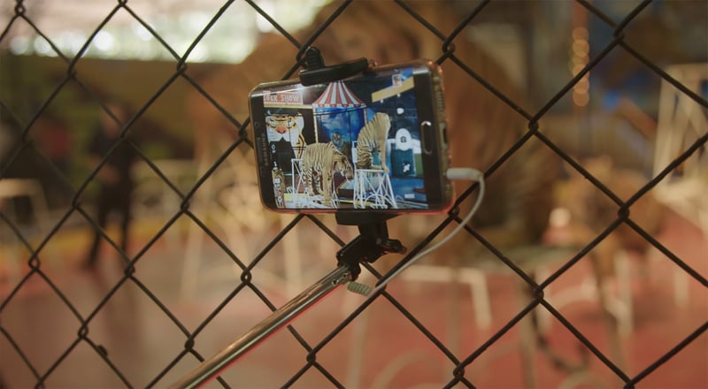 A mobile phone is positioned on a selfie stick, capturing captive tigers performing in a circus act in Thailand.
