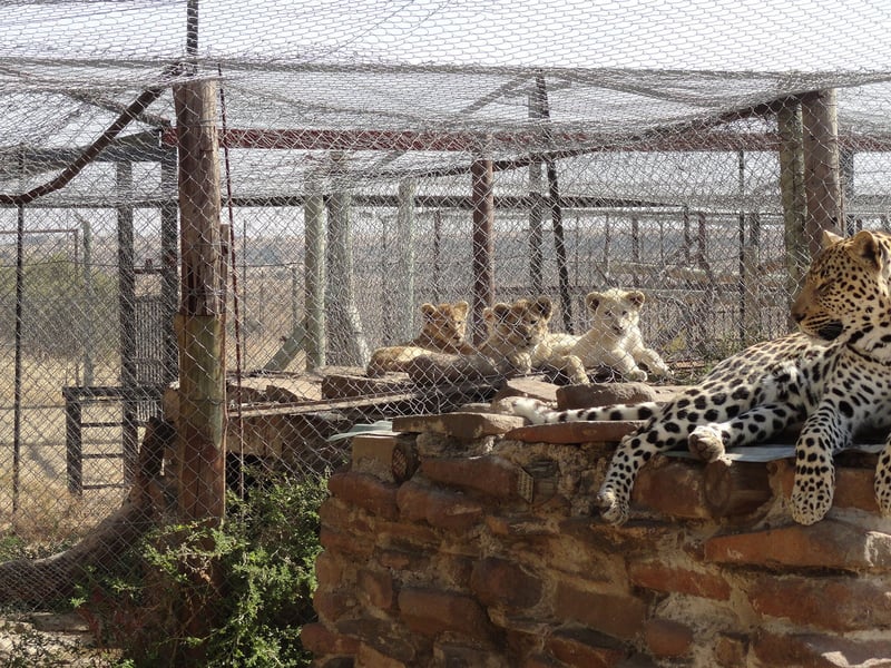 lion domestication and commercial exploitation