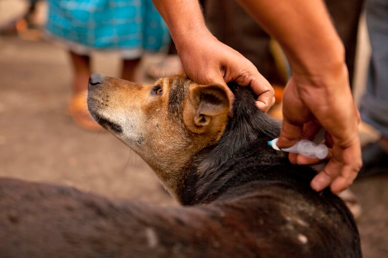 Dog being vaccinated