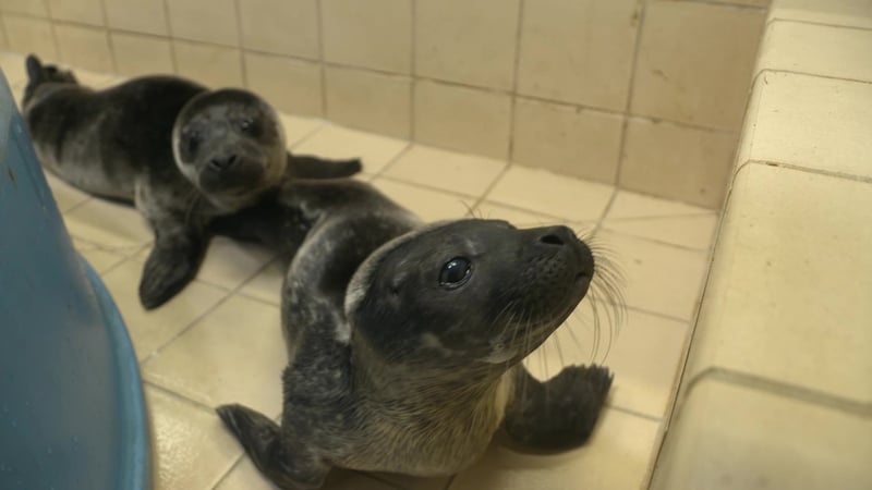 Hillswick Wildlife Sanctuary Seal