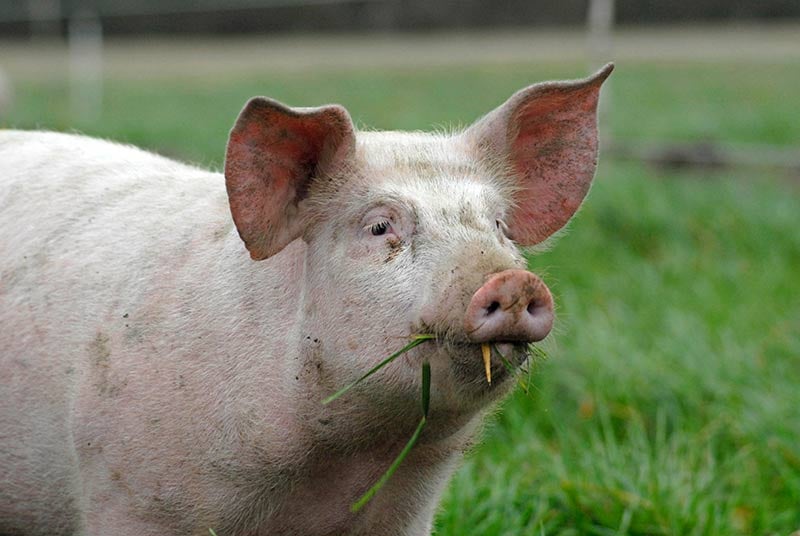 Animals in Farming