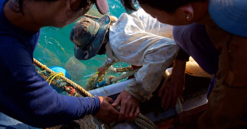 The world’s biggest navies must help stop vessels fishing illegally, and save animals - World Animal Protection - Sea Change