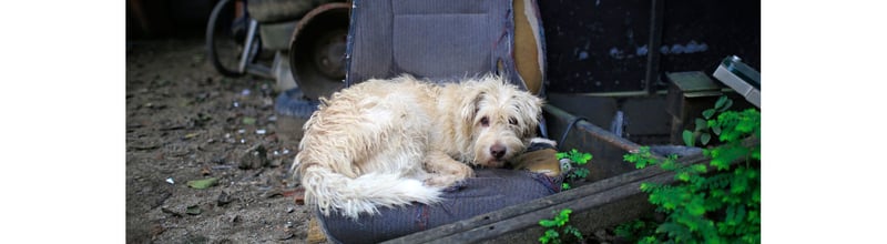 Stray dog in Rio