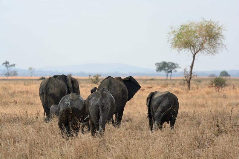 Elephants in field