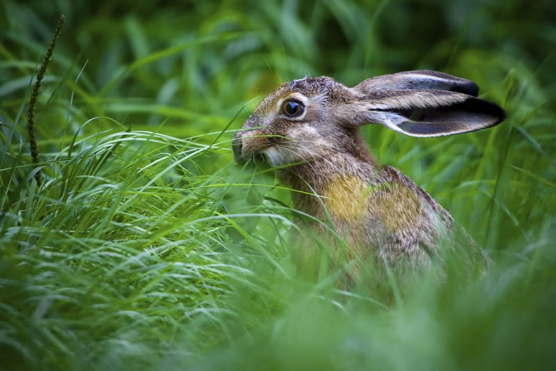 A hare in long green grass
