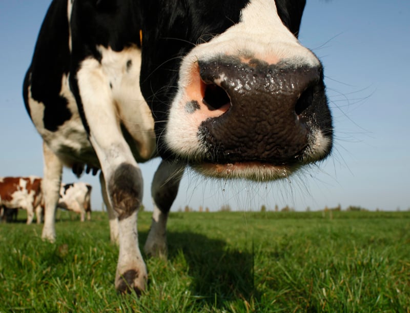Cow