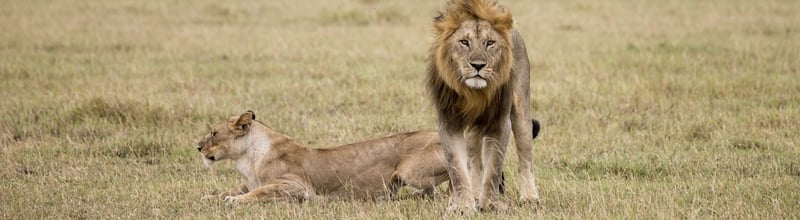 Cecil the lion