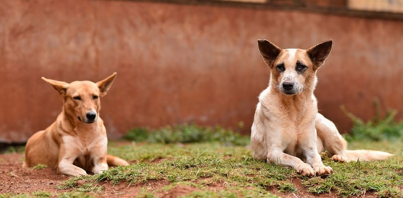 stray dogs