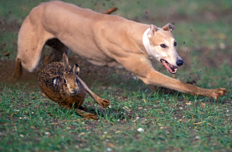 Hare coursing