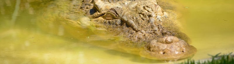 Reptile